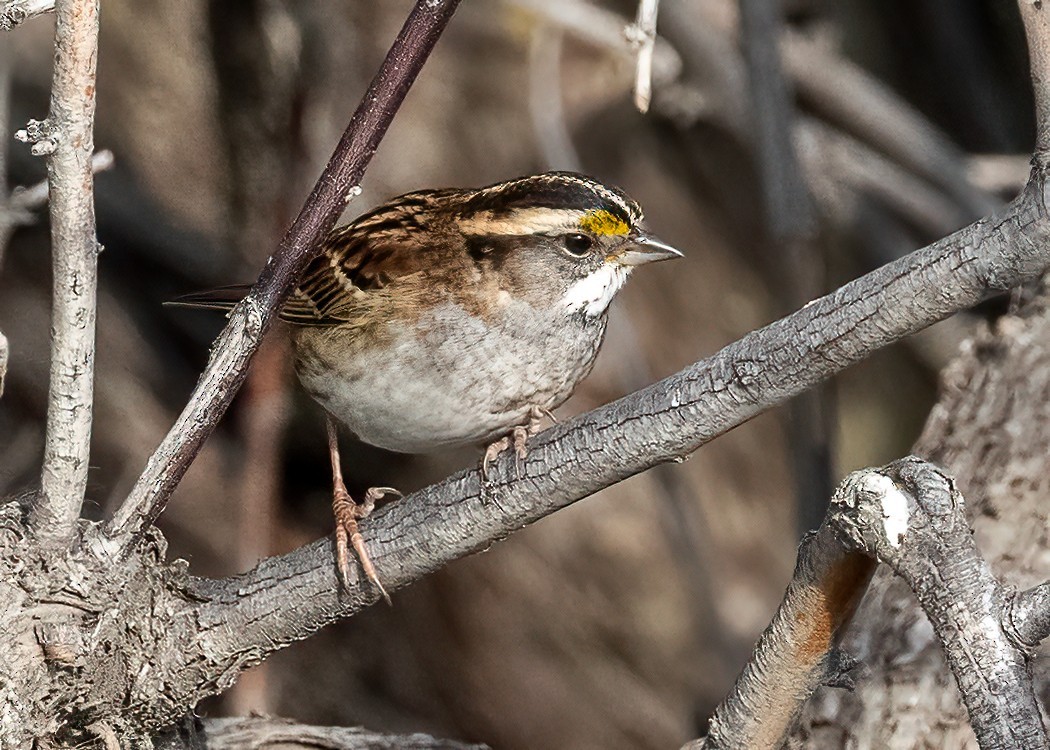 White-throated Sparrow - ML642869957