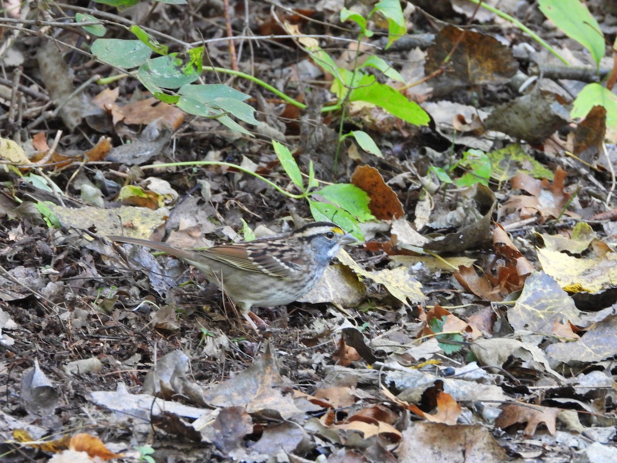 White-throated Sparrow - ML642869959