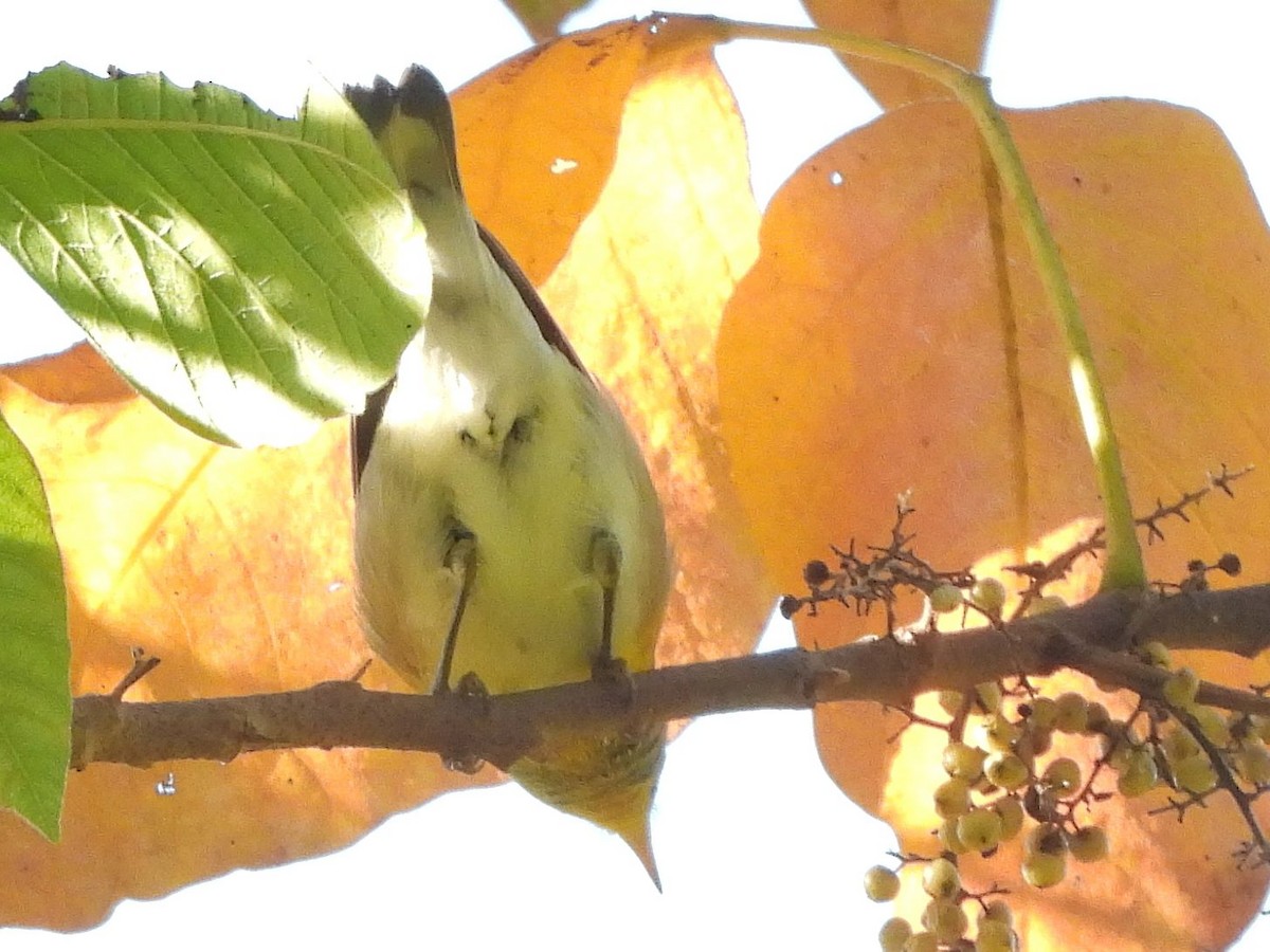 Northern Parula - ML642869960