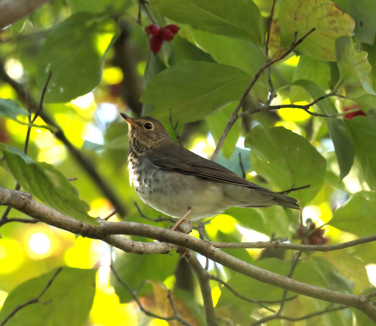 Swainson's Thrush - ML642869962