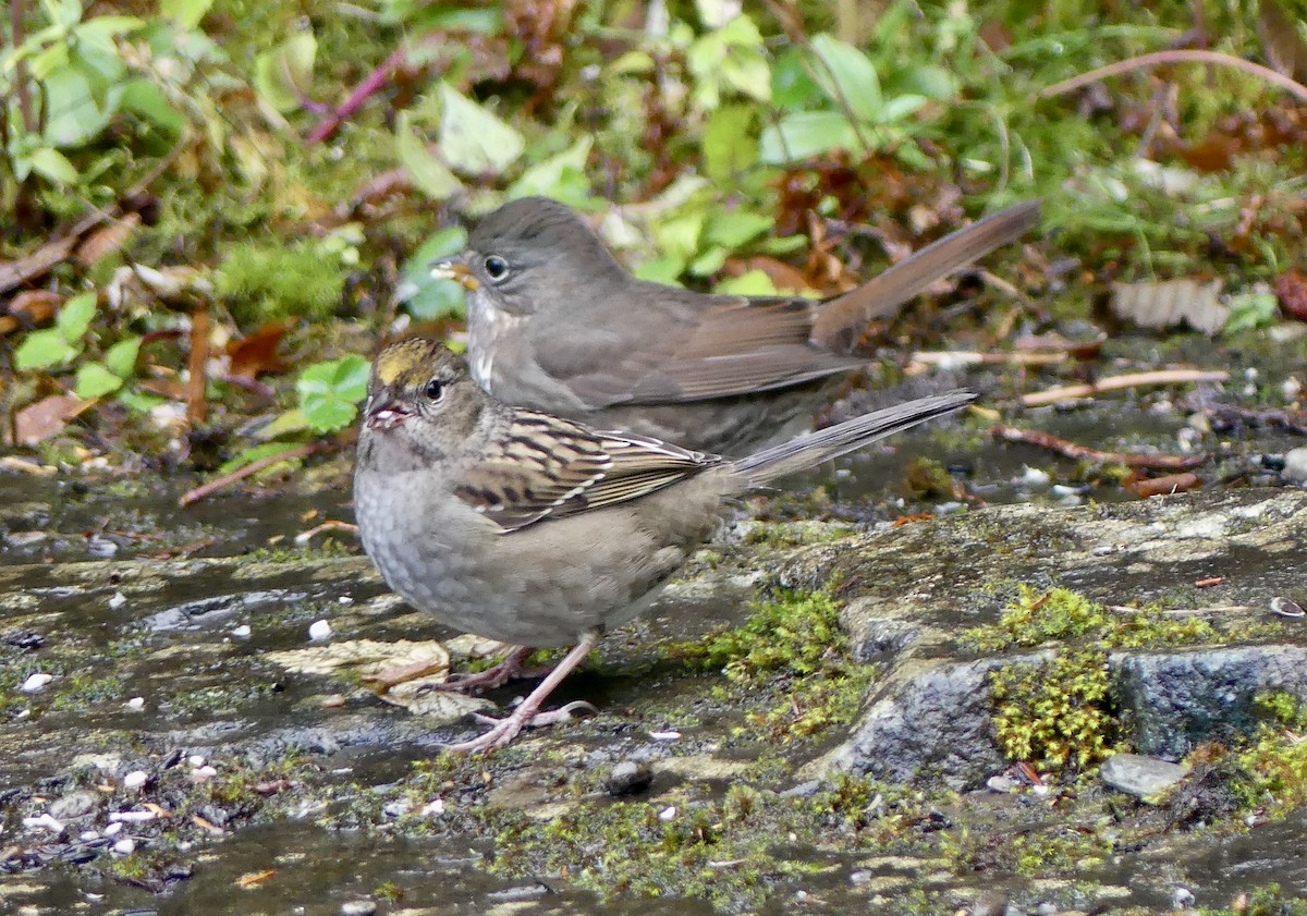 Golden-crowned Sparrow - ML642869963