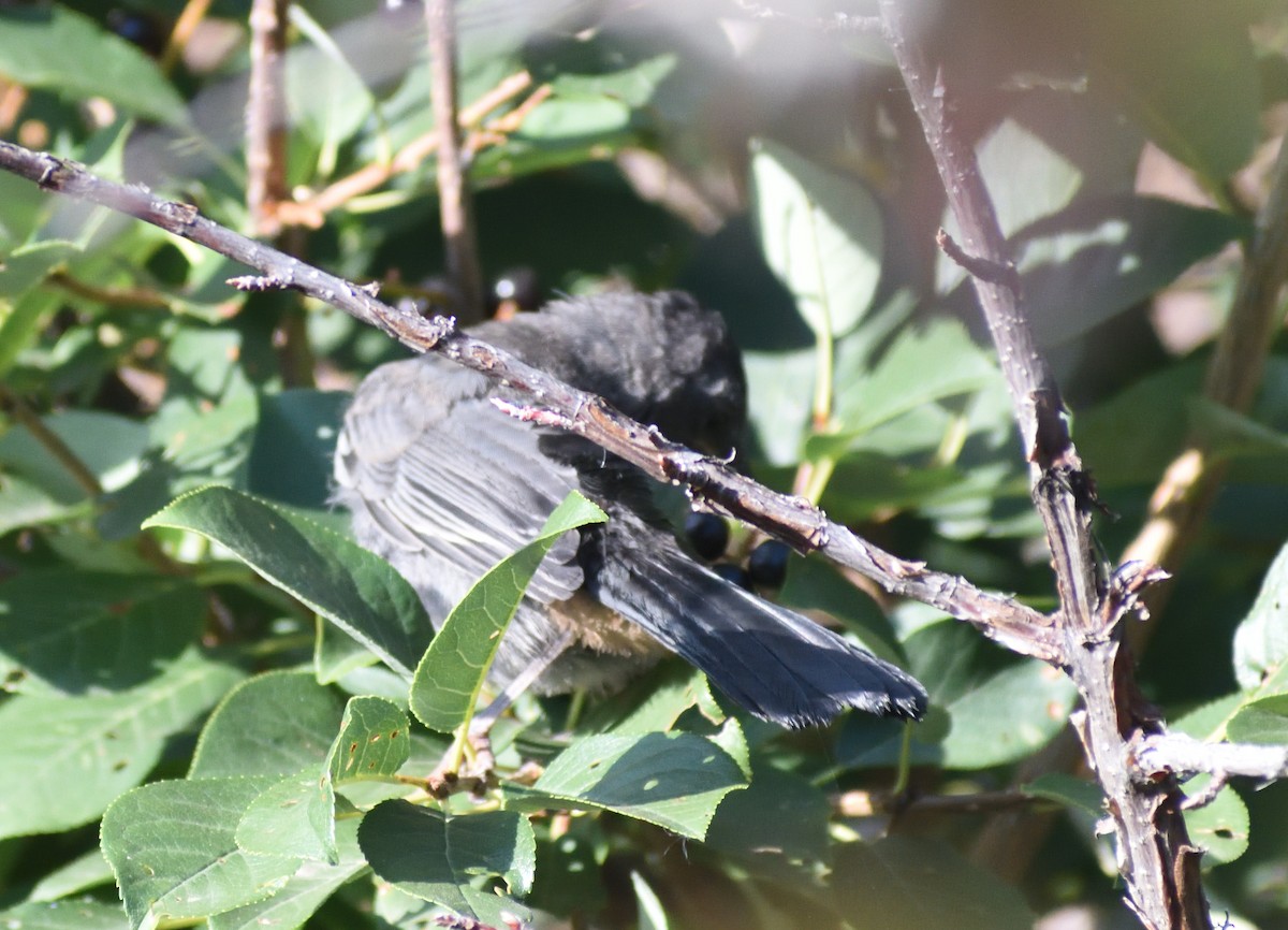 Gray Catbird - ML642869964