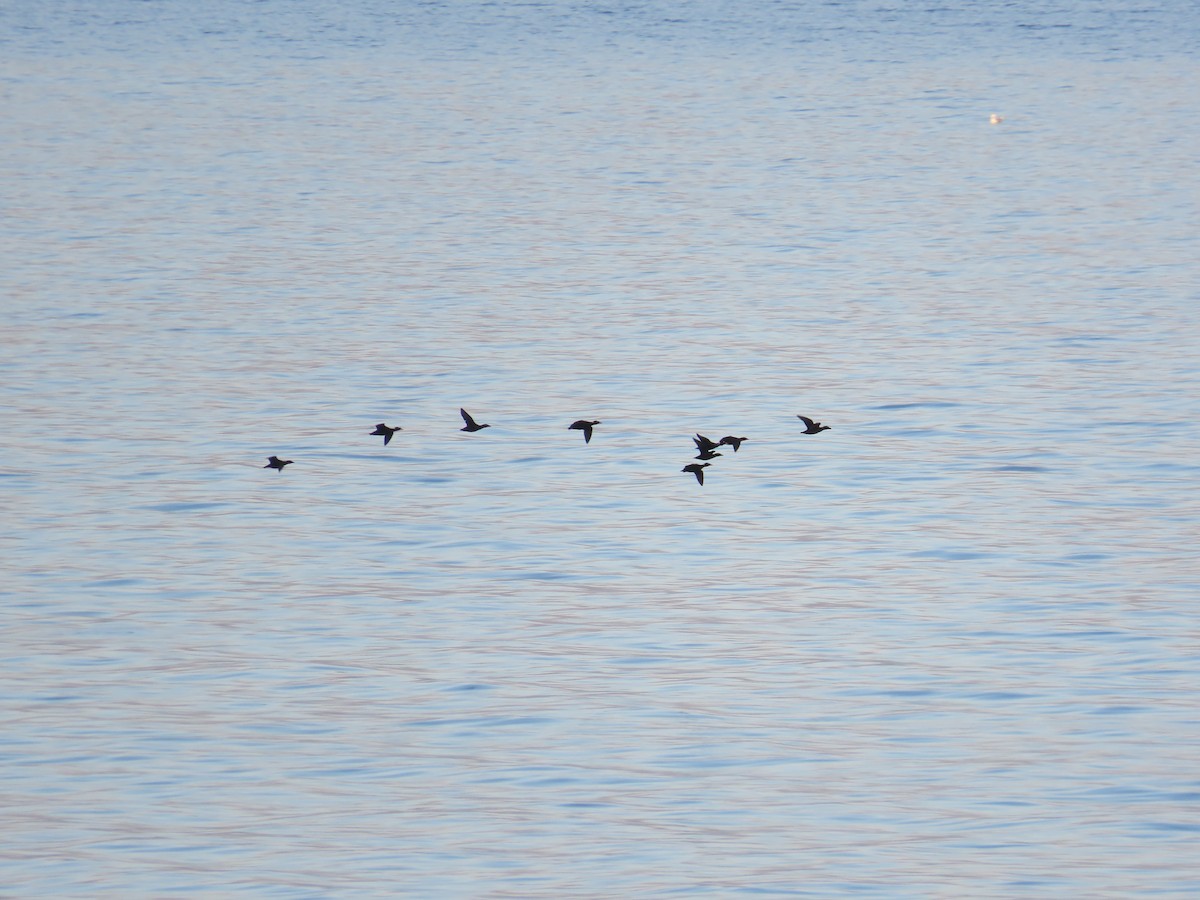 Surf Scoter - ML642869965