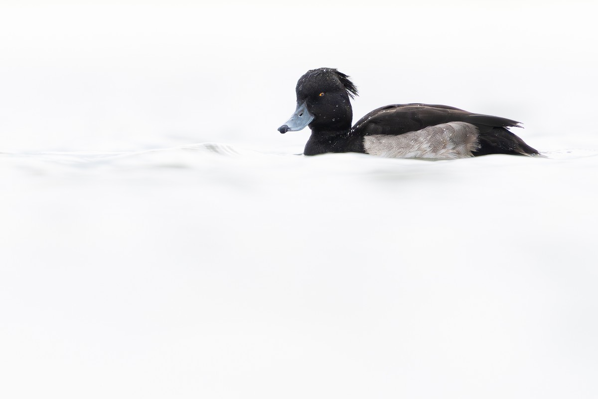 Tufted Duck - ML642869966