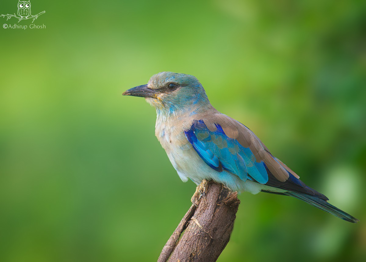 European Roller - ML642869967