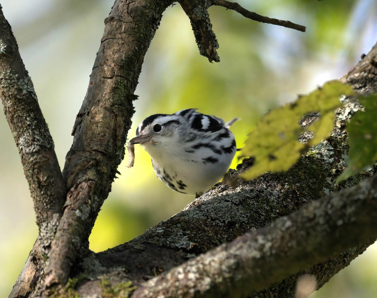 Black-and-white Warbler - ML642869968