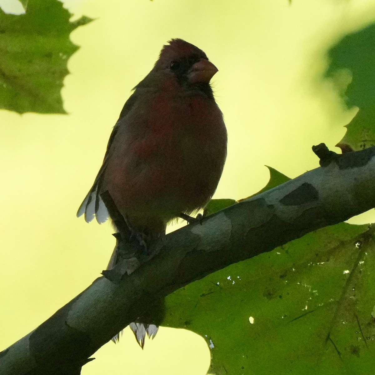 Northern Cardinal - ML642869969