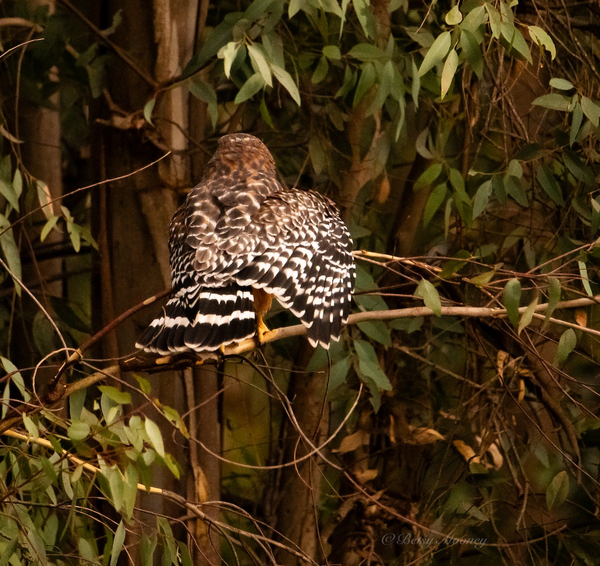 Red-shouldered Hawk - ML642869970