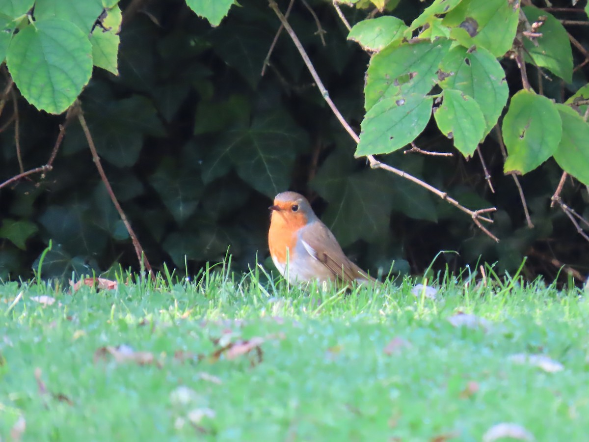 European Robin - ML642869972