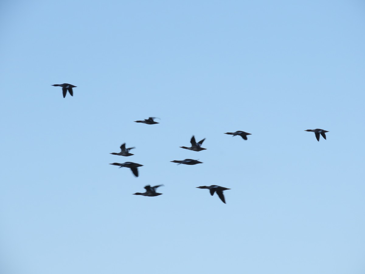 Red-breasted Merganser - ML642869974
