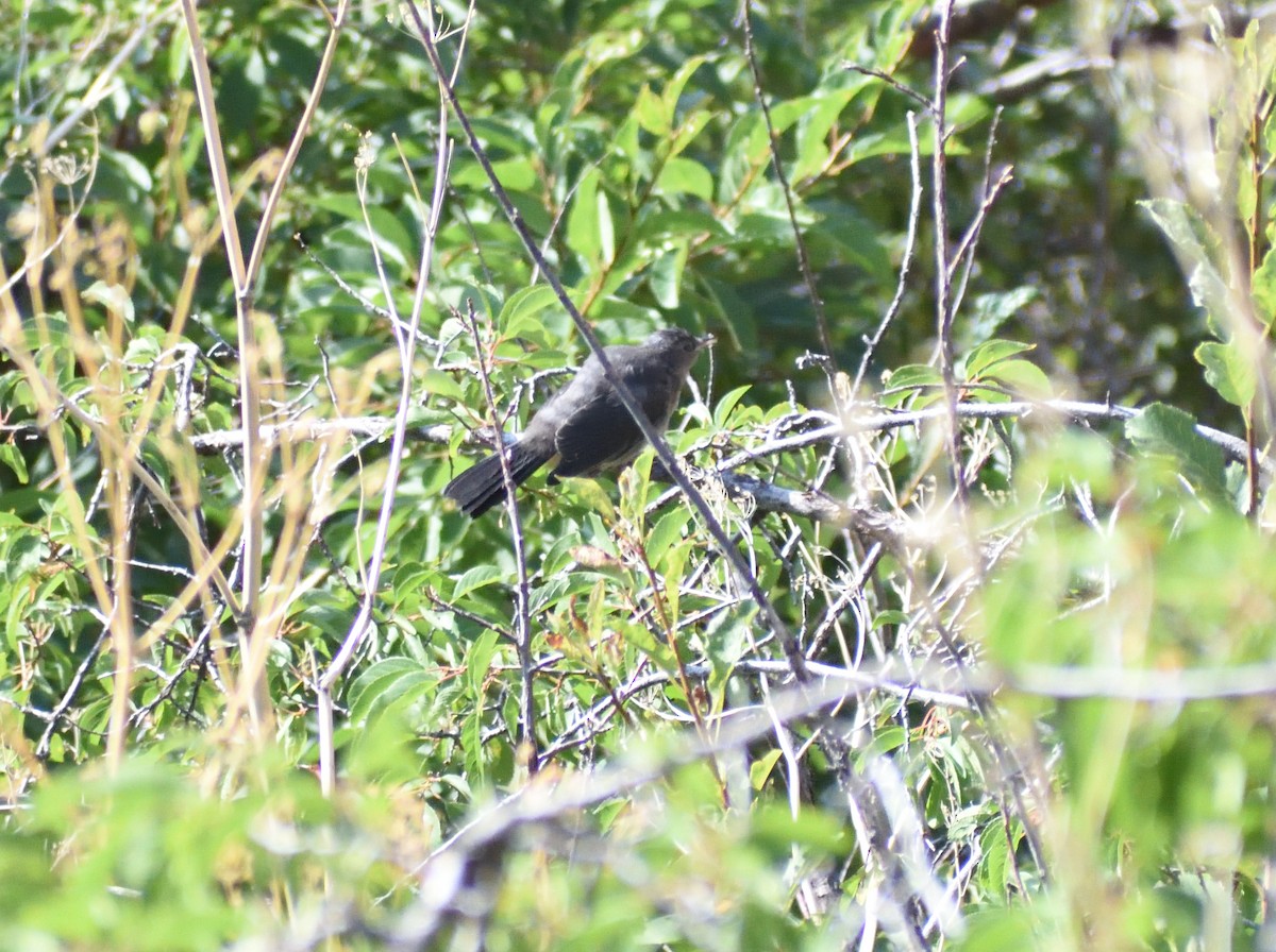 Gray Catbird - ML642869975