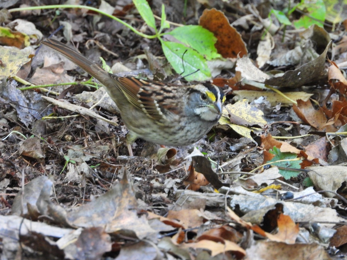 White-throated Sparrow - ML642869976