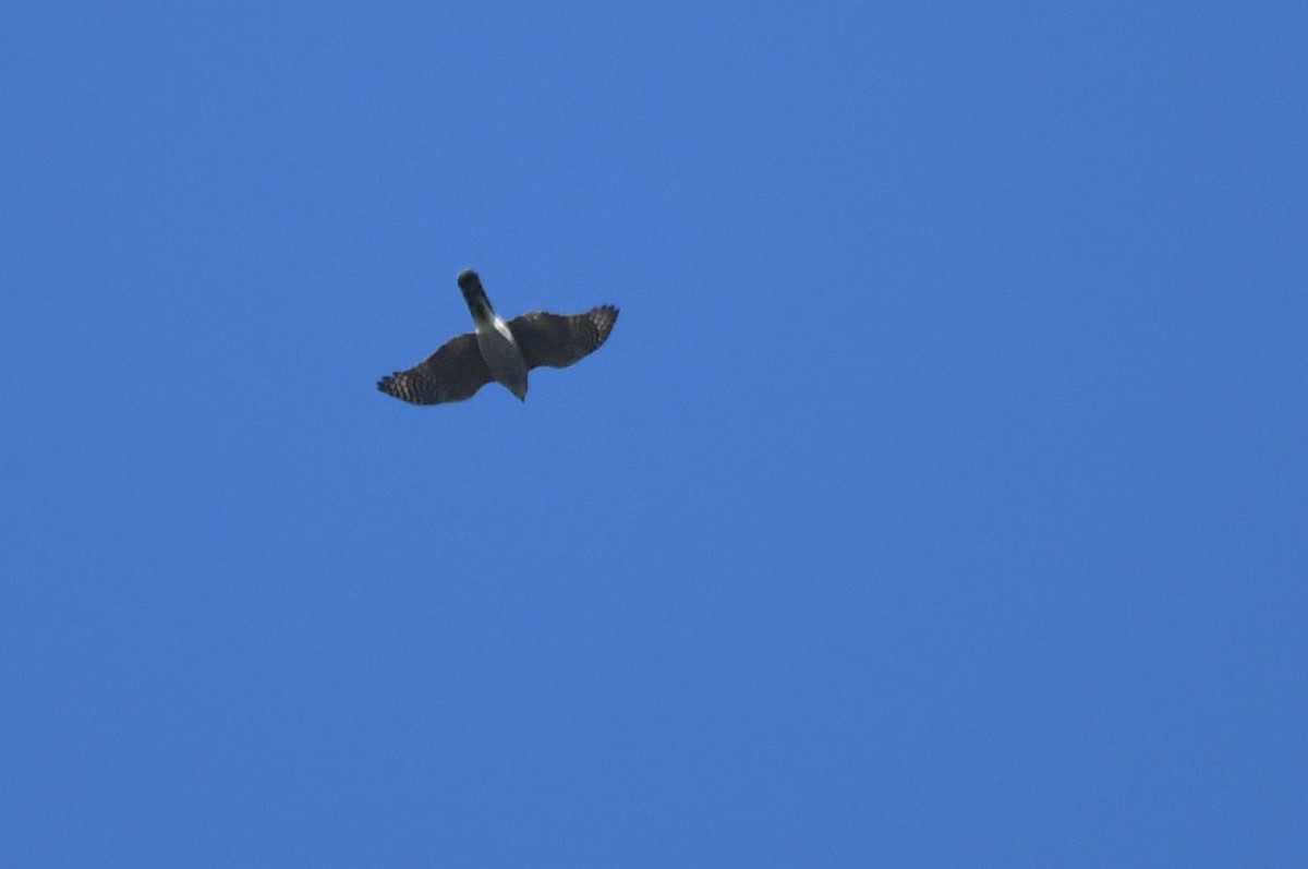 Cooper's Hawk - ML642869977