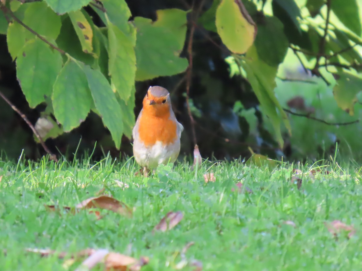 European Robin - ML642869981