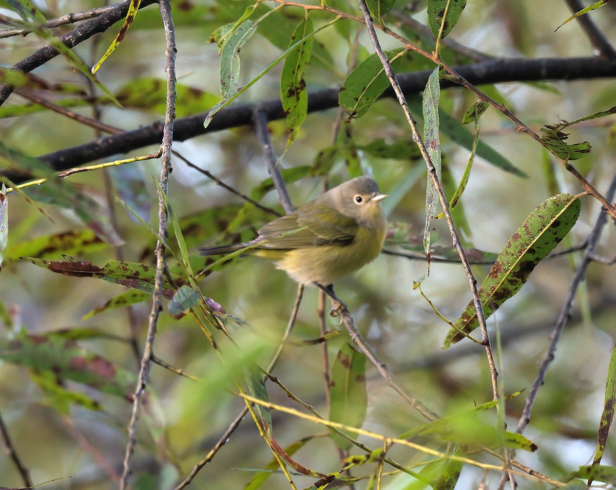 Nashville Warbler - ML642869982