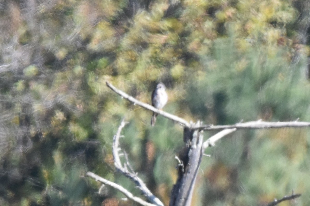 Accipitrine hawk sp. (former Accipiter sp.) - ML642869983