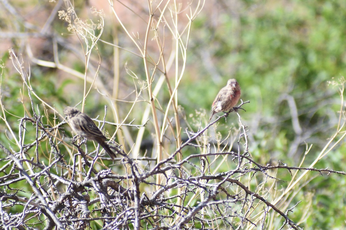House Finch - ML642869984
