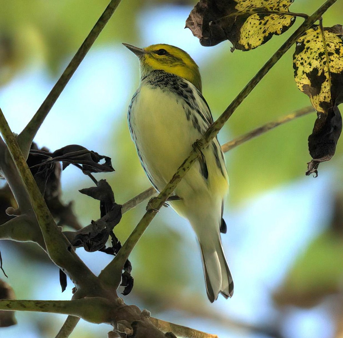 Black-throated Green Warbler - ML642869985