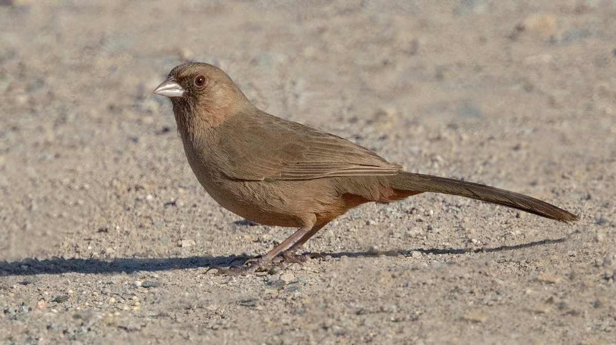 Abert's Towhee - ML642869987