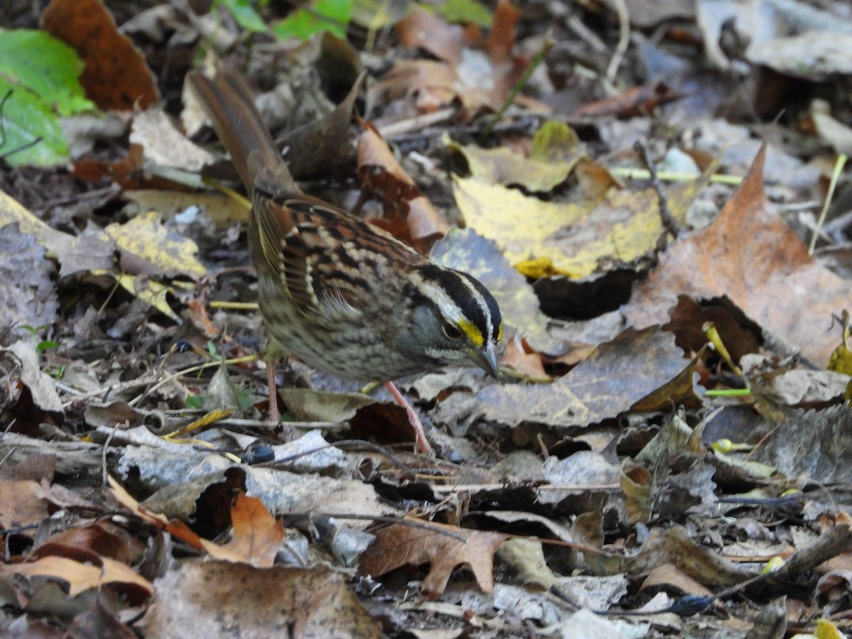 White-throated Sparrow - ML642869988