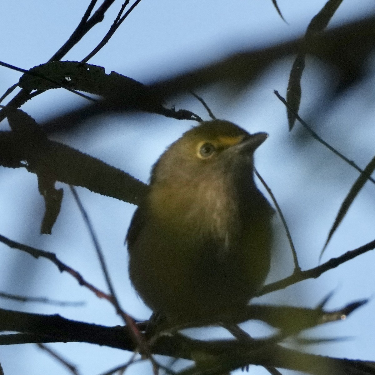 White-eyed Vireo - ML642869989