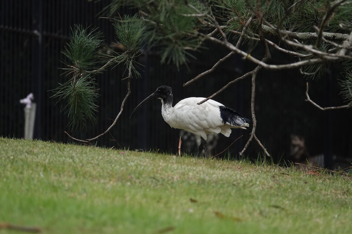 Australian Ibis - ML642870002