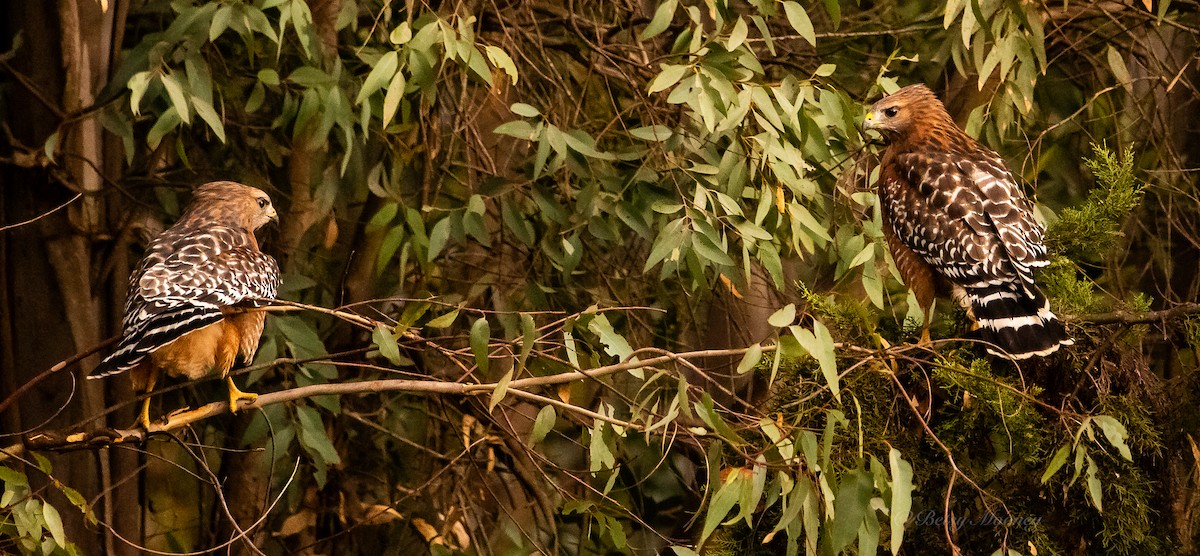 Red-shouldered Hawk - ML642870007