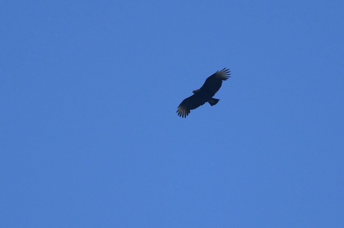 Black Vulture - ML642870012