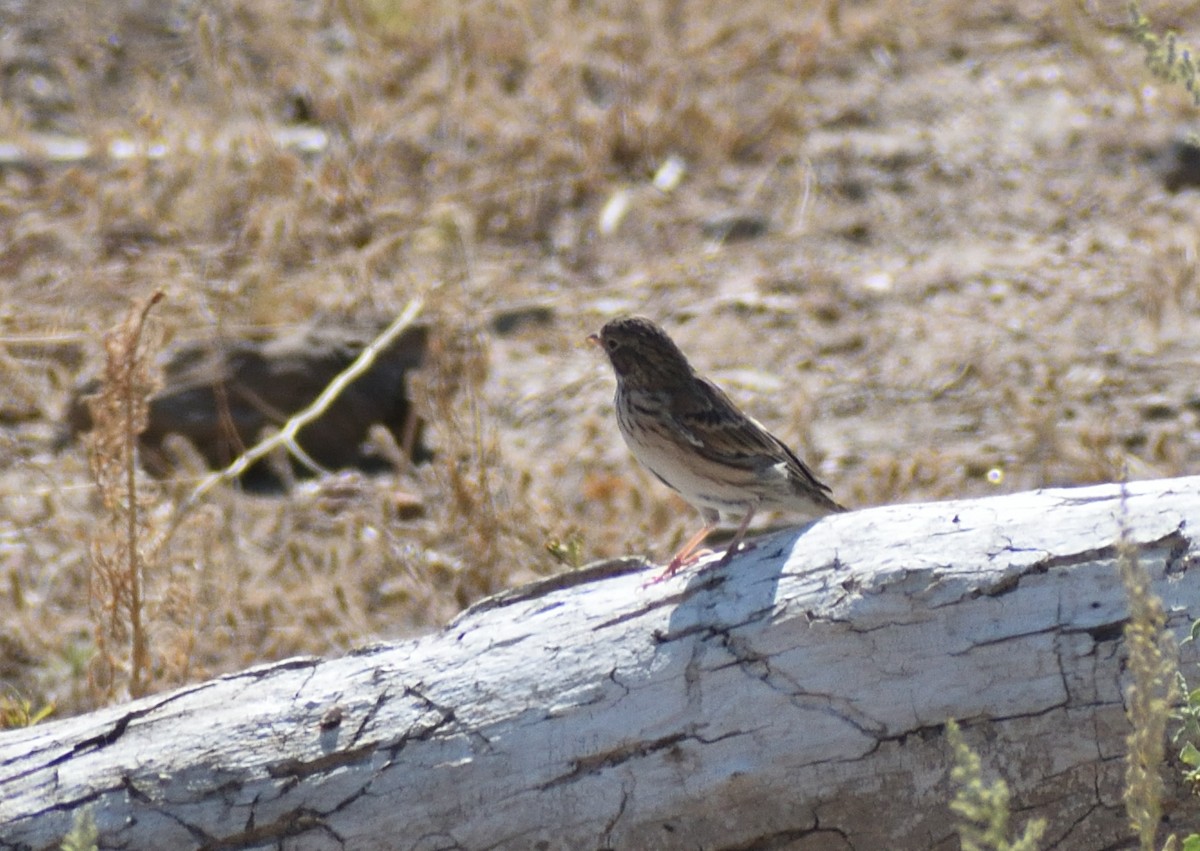 Vesper Sparrow - ML642870017