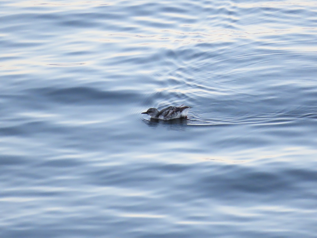 Pigeon Guillemot - ML642870019