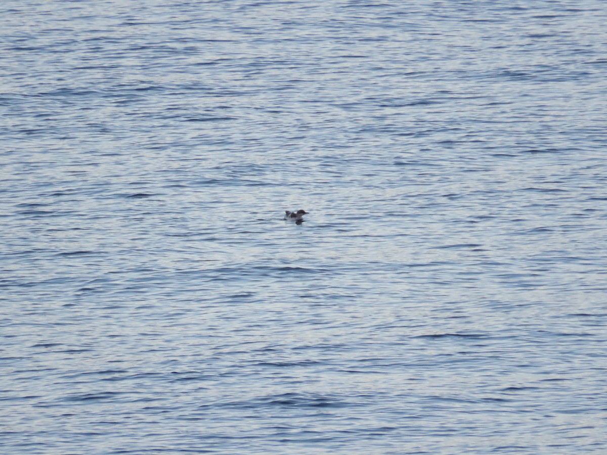 Pigeon Guillemot - ML642870020