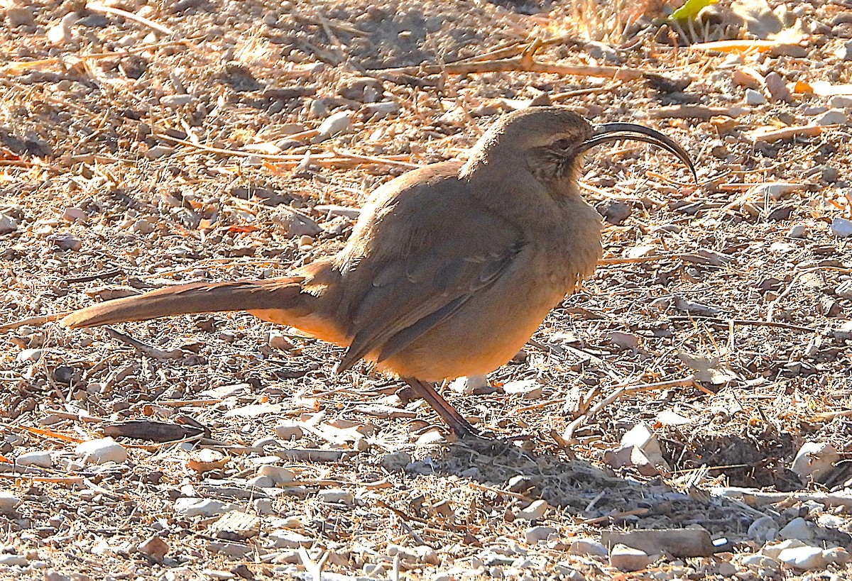 California Thrasher - ML642870021