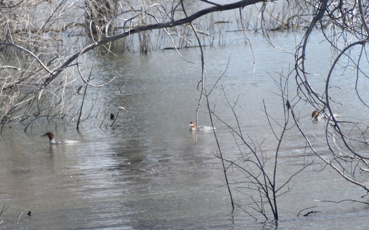 Common Merganser - ML642870027