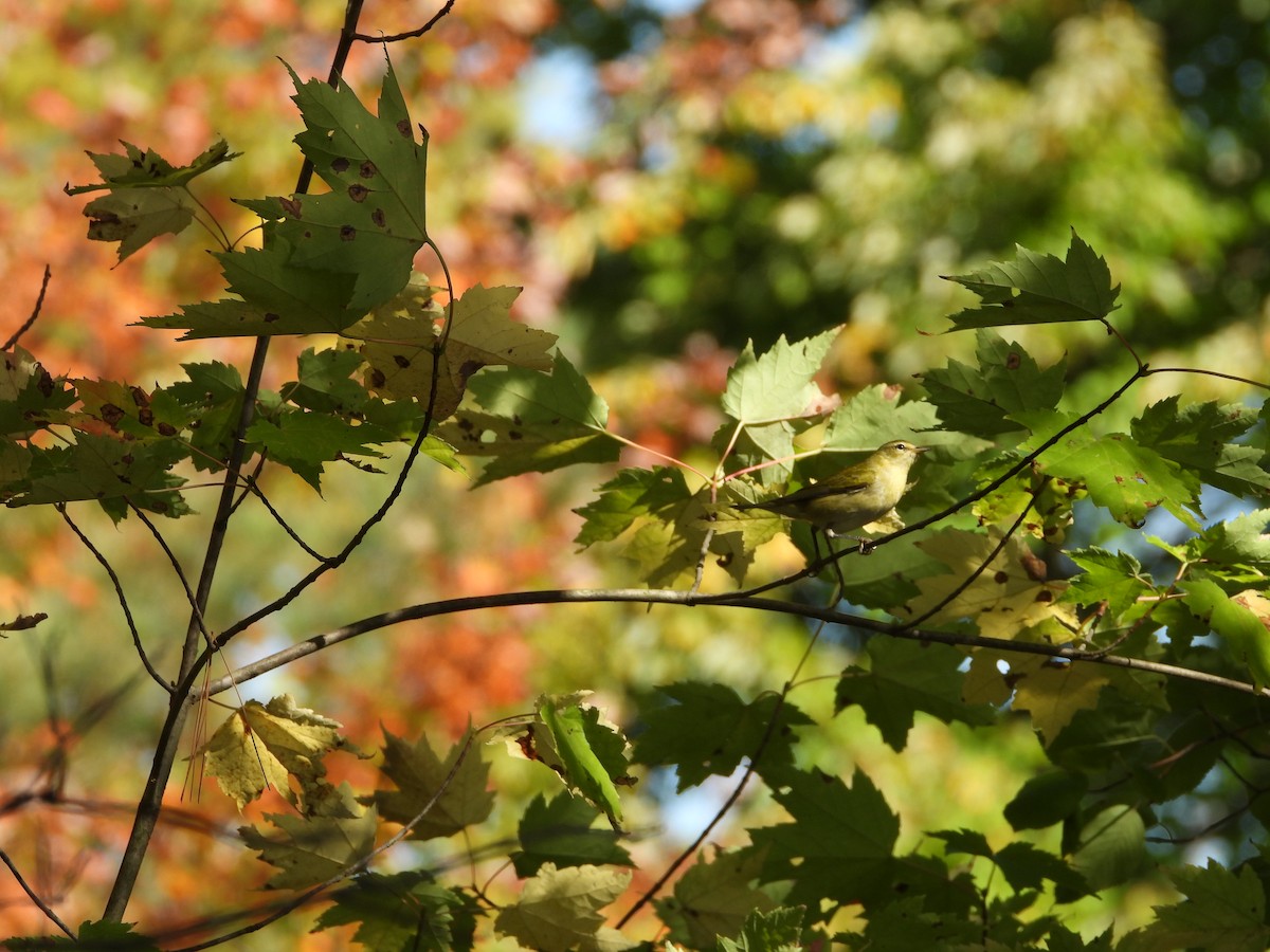 Tennessee Warbler - ML642870032