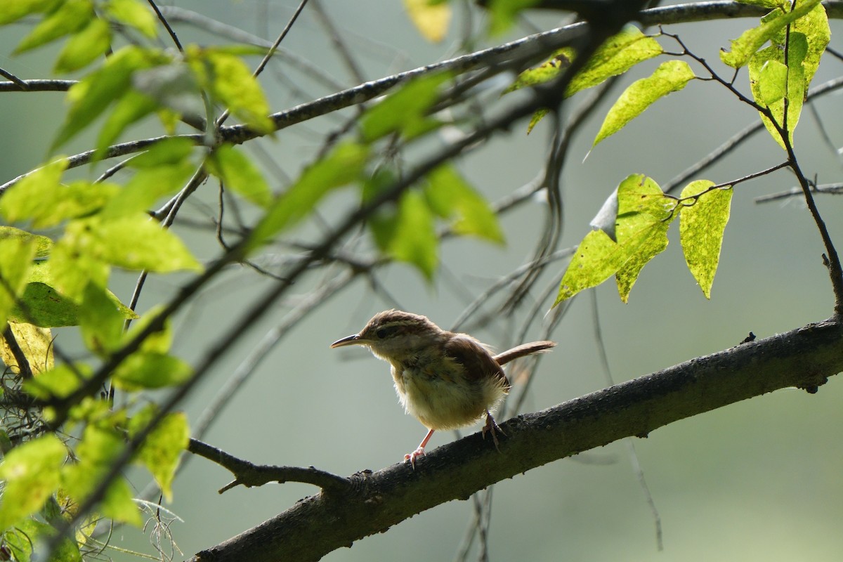 Carolina Wren - ML642870034