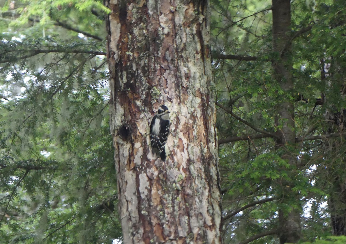 Downy Woodpecker - ML642870038