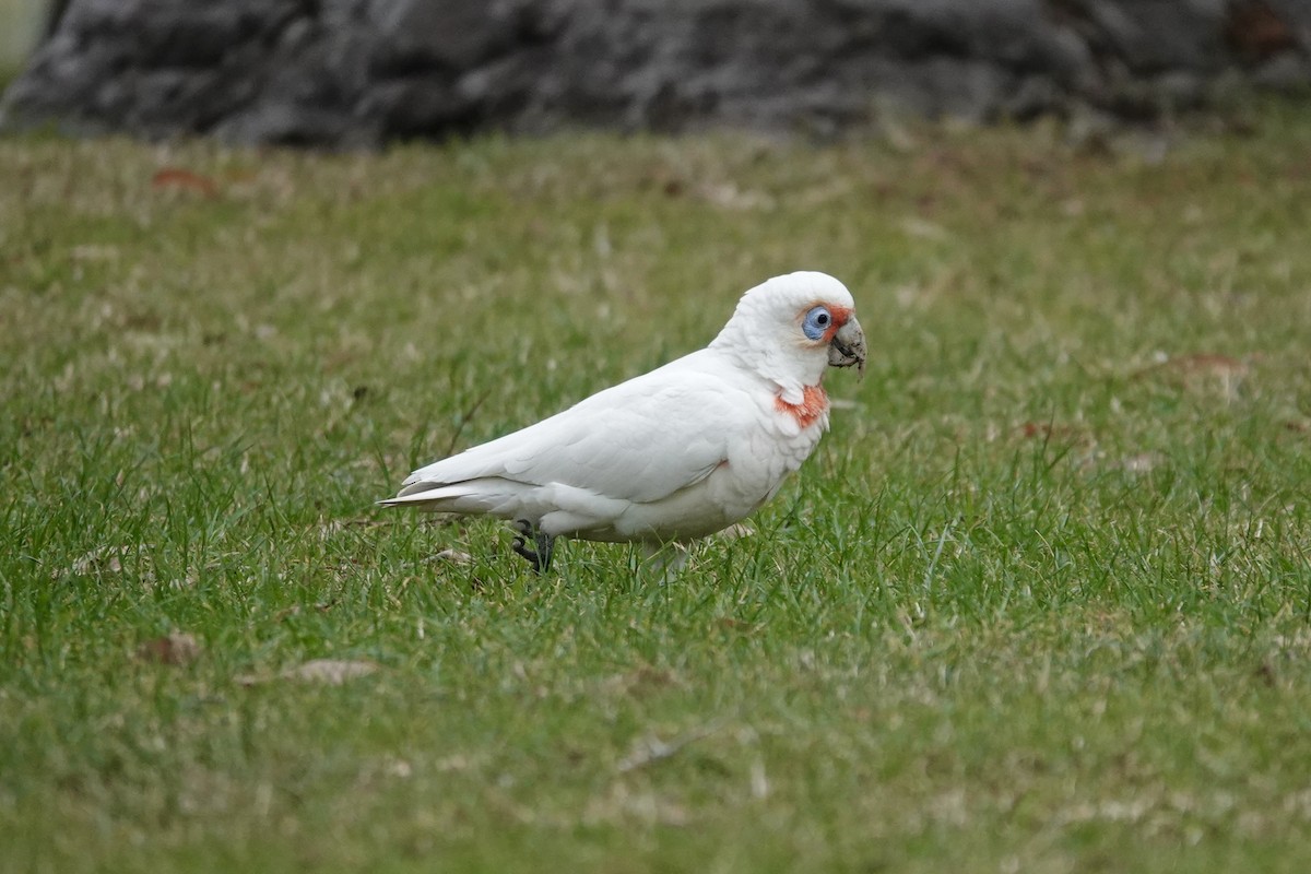Long-billed Corella - ML642870041