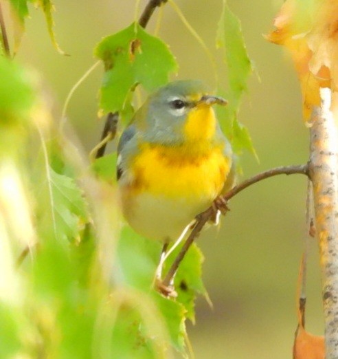 Northern Parula - ML642870045