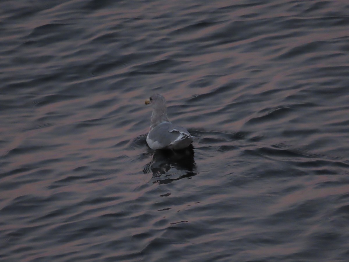 Western x Glaucous-winged Gull (hybrid) - ML642870047