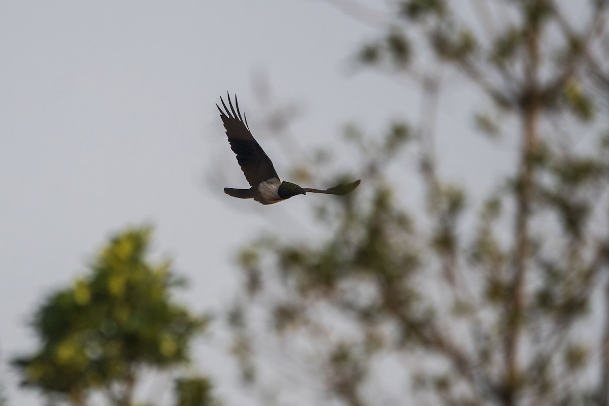 Pied Crow - ML642870048