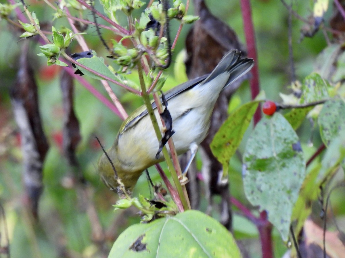 Tennessee Warbler - ML642870049