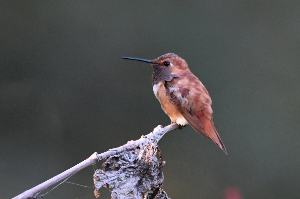 Rufous Hummingbird - ML642870051