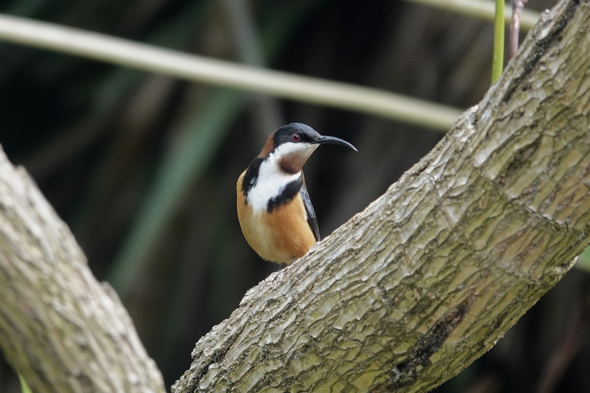 Eastern Spinebill - ML642870052