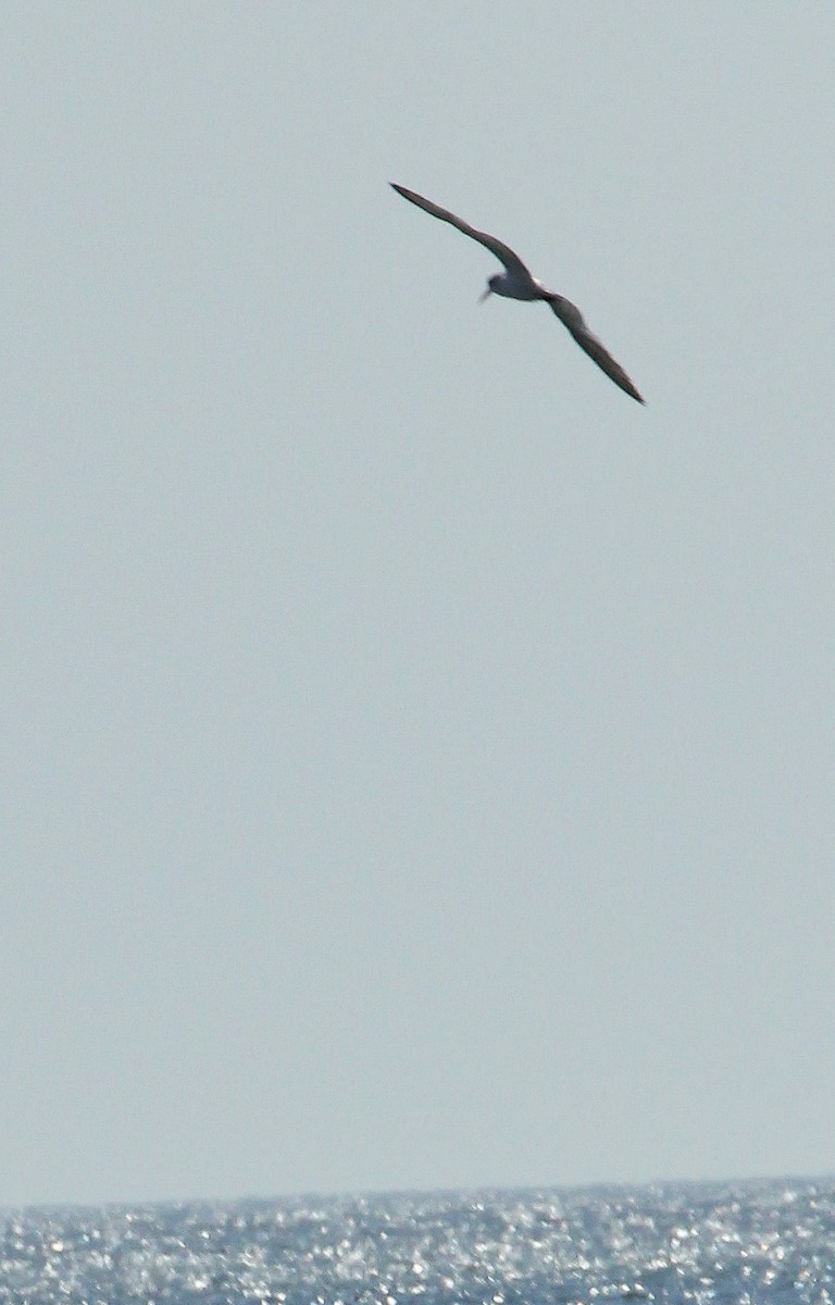Laughing Gull - ML642870053