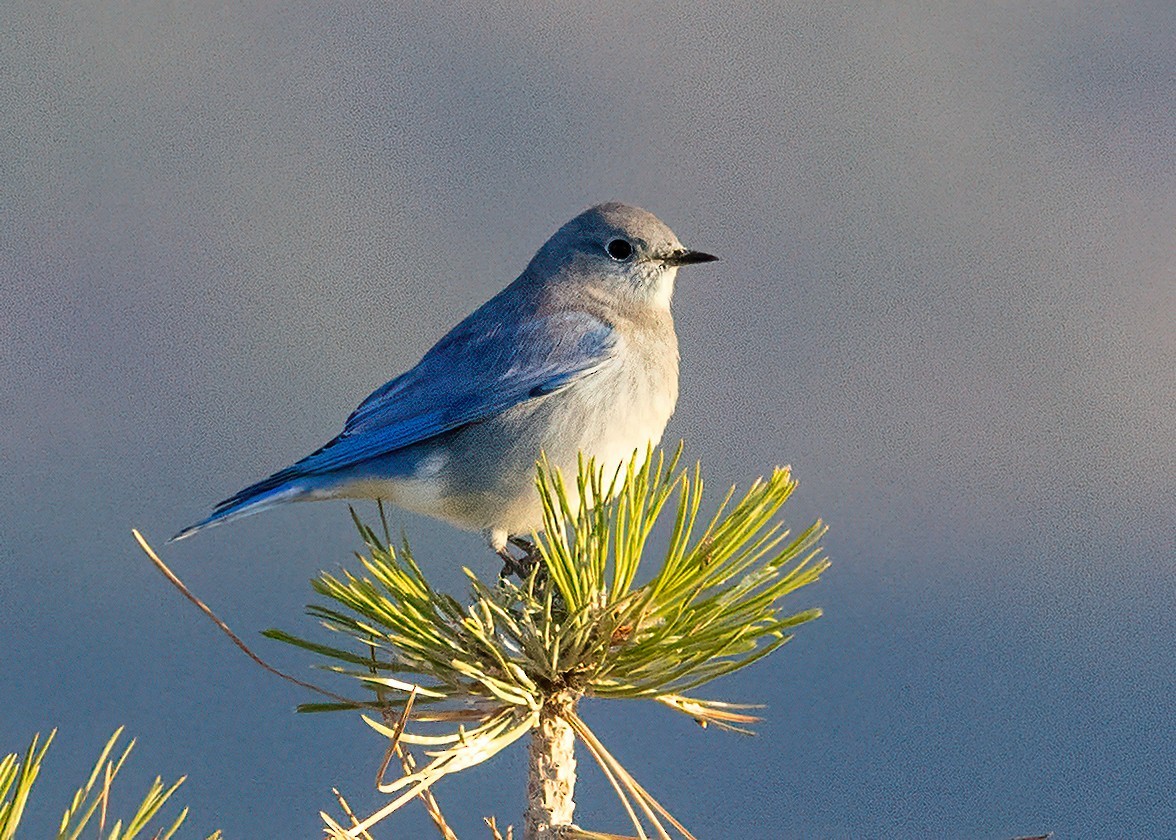 Mountain Bluebird - ML642870054