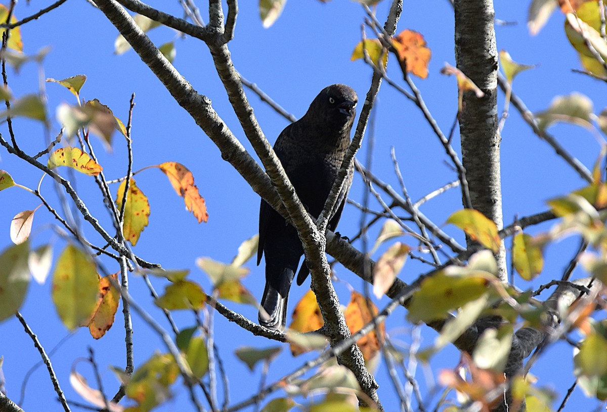 Rusty Blackbird - ML642870057