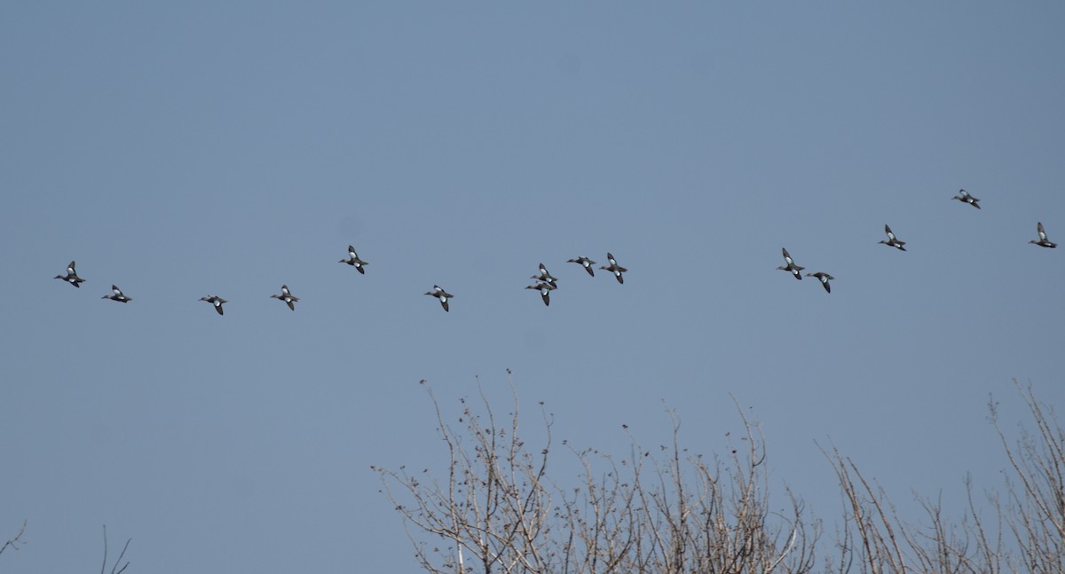 Blue-winged Teal - ML642870064