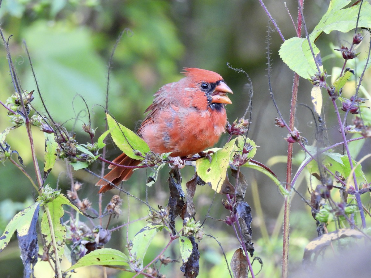Northern Cardinal - ML642870065