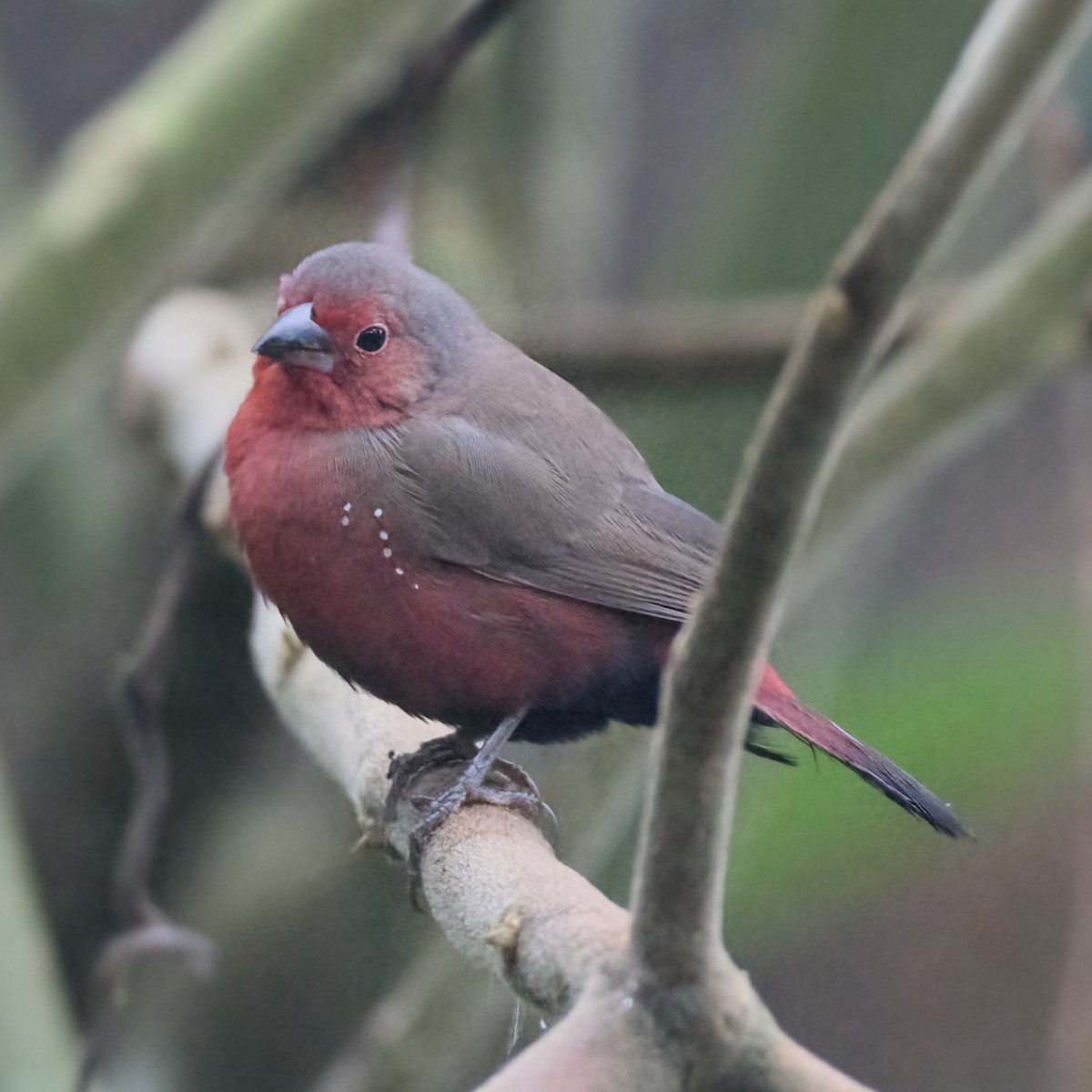 African Firefinch - ML642870066