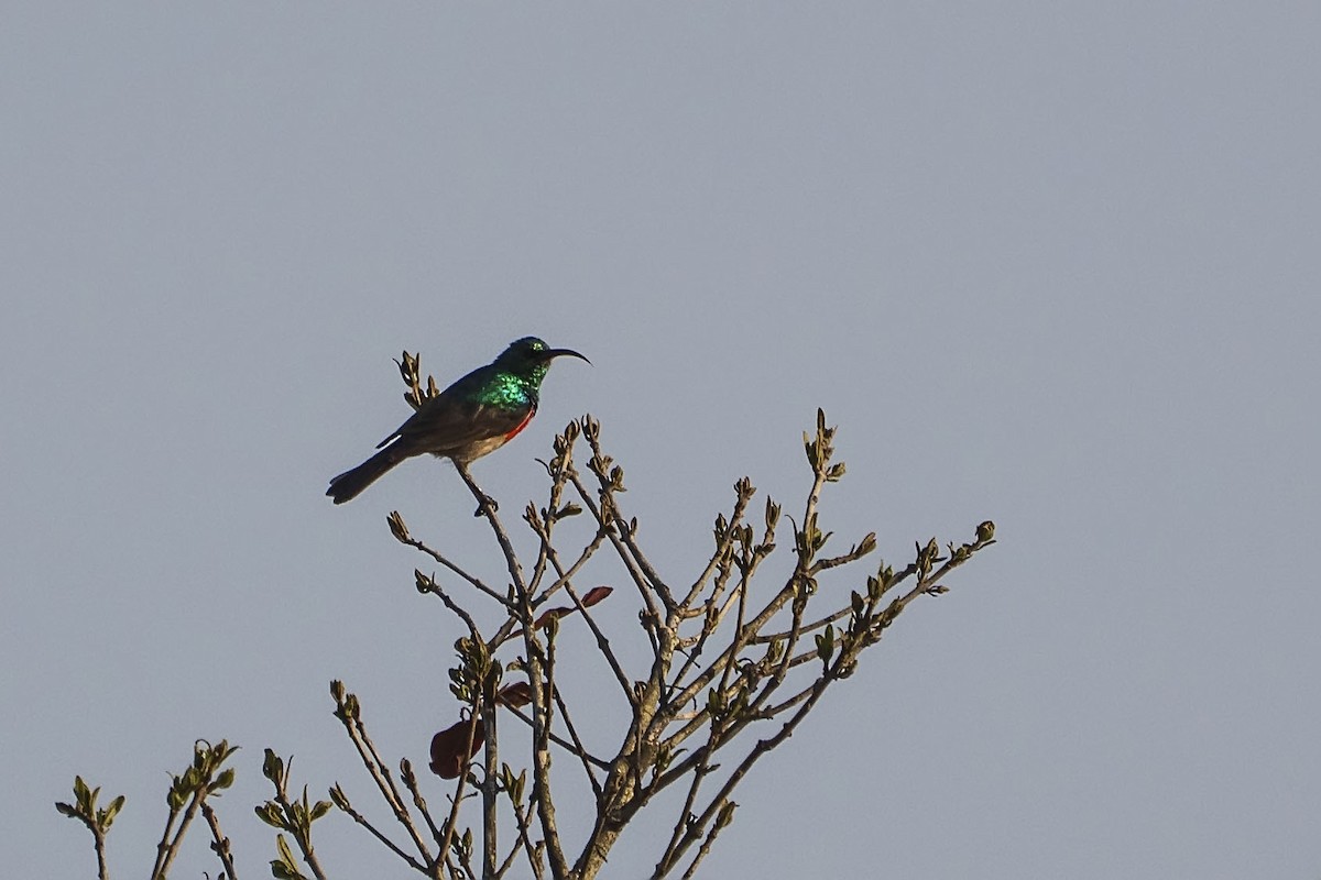 Greater Double-collared Sunbird - ML642870067